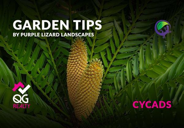 Did you know that the ancient and exotic cycads, while stunning, can pose a serious threat to our canine companions? These popular ornamental plants are not just a feast for the eyes but, unfortunately, a danger lurking in plain sight for curious dogs.