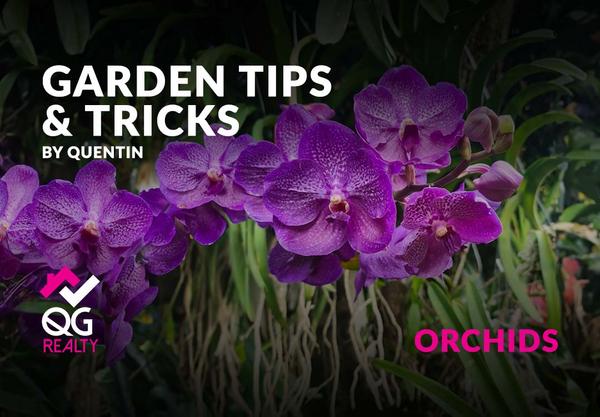 Unlock the Secret to Blossoming Orchids with Quentin's exclusive Orchid care tips, discover how to master the art of growing vibrant Vandas and other stunning species right in your garden.