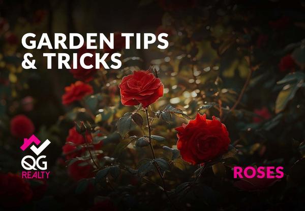 Roses have captivated the hearts of gardeners for centuries, symbolizing love, beauty, and elegance across cultures. Known for their vibrant colors and intoxicating fragrances, roses can add unparalleled charm to any garden. 